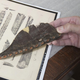 Illustration for article titled Texan Fossil Shows That Pterosaurs Made Very Long Flights